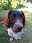 honden foto van koen en kim