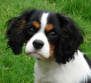 honden foto van shauni