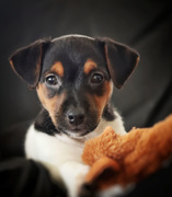 honden foto honden foto van Annette krist