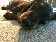 honden foto honden foto van Sinead7