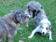 honden foto van silvia