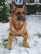 honden foto van Larissa