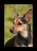 honden foto van jessica