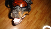 honden foto van ate