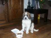 honden foto van haak