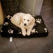 honden foto honden foto van N. Asselman