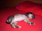 honden foto van Bettina
