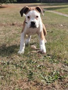 honden foto van Dominique