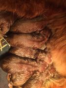 honden foto van Roos