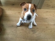 honden foto van wilma29