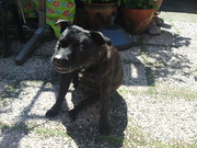 honden foto van marjoleine 