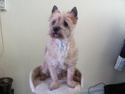 honden foto van martin+ binkie