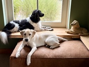 honden foto van Brenda 