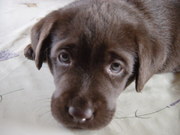 honden foto van Lillian