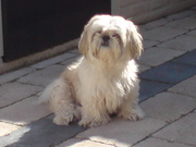 honden foto van hilda