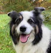 honden foto van Esmee van den Bos