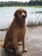 honden foto van Jenny