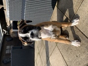 honden foto van Demi