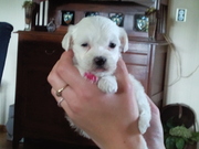 honden foto honden foto van linda