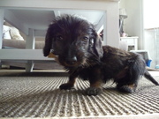 honden foto van Nicole