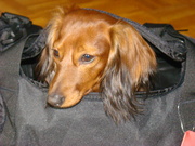 honden foto van maya