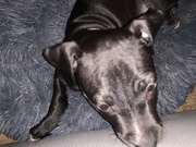 honden foto van kees