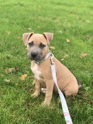 honden foto van Angelique