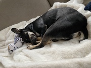 honden foto van Novi