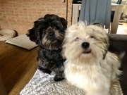 honden foto van Mariah