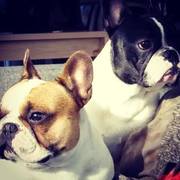 honden foto van Glenn Taillie