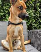 honden foto van Mrbenkhard