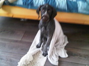 honden foto van caroline & brace