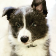 honden foto van Priscilla