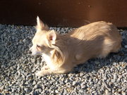 honden foto van Kimberly