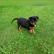 honden foto honden foto van Kira