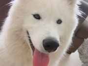 honden foto van roos
