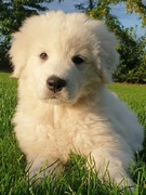 honden foto van Irene 