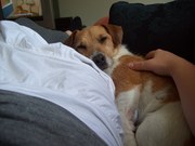 honden foto van frida