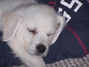 honden foto van monique