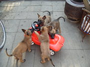 honden foto van gerrit libbers