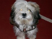 honden foto van brigitte