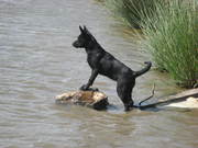 honden foto van indi