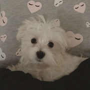 honden foto honden foto van Aimee