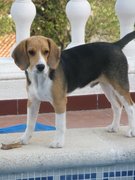 honden foto van Delphine & Basiel