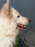 honden foto van Esther