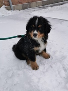 honden foto van Elfke