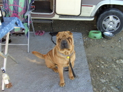 honden foto honden foto van wieza