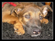 honden foto honden foto van Remcooow