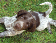 honden foto honden foto van Wout en Cas