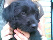 honden foto van Fien